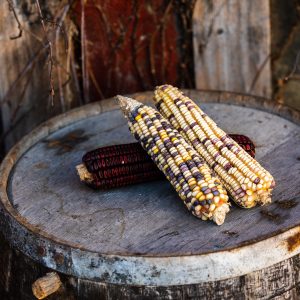 Amanda Palmer Seed Corn and Distilling Grains