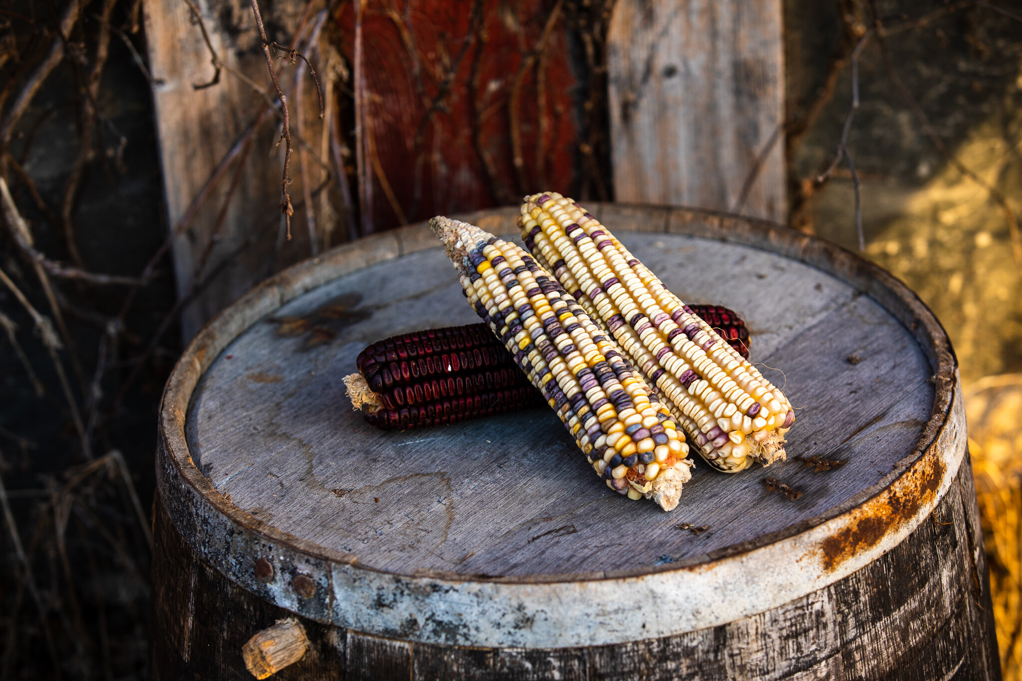 Amanda Palmer Seed Corn and Distilling Grains