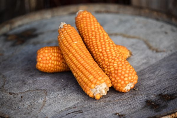 Argentino Cateto Orange Flint Corn Seed Corn and Distilling Grains