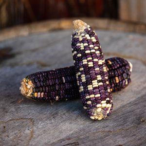 Cherokee White Eagle Seed Corn and Distilling Grains