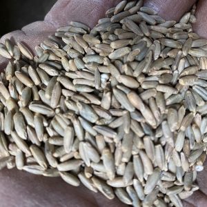 Danko Rye Distilling Grains