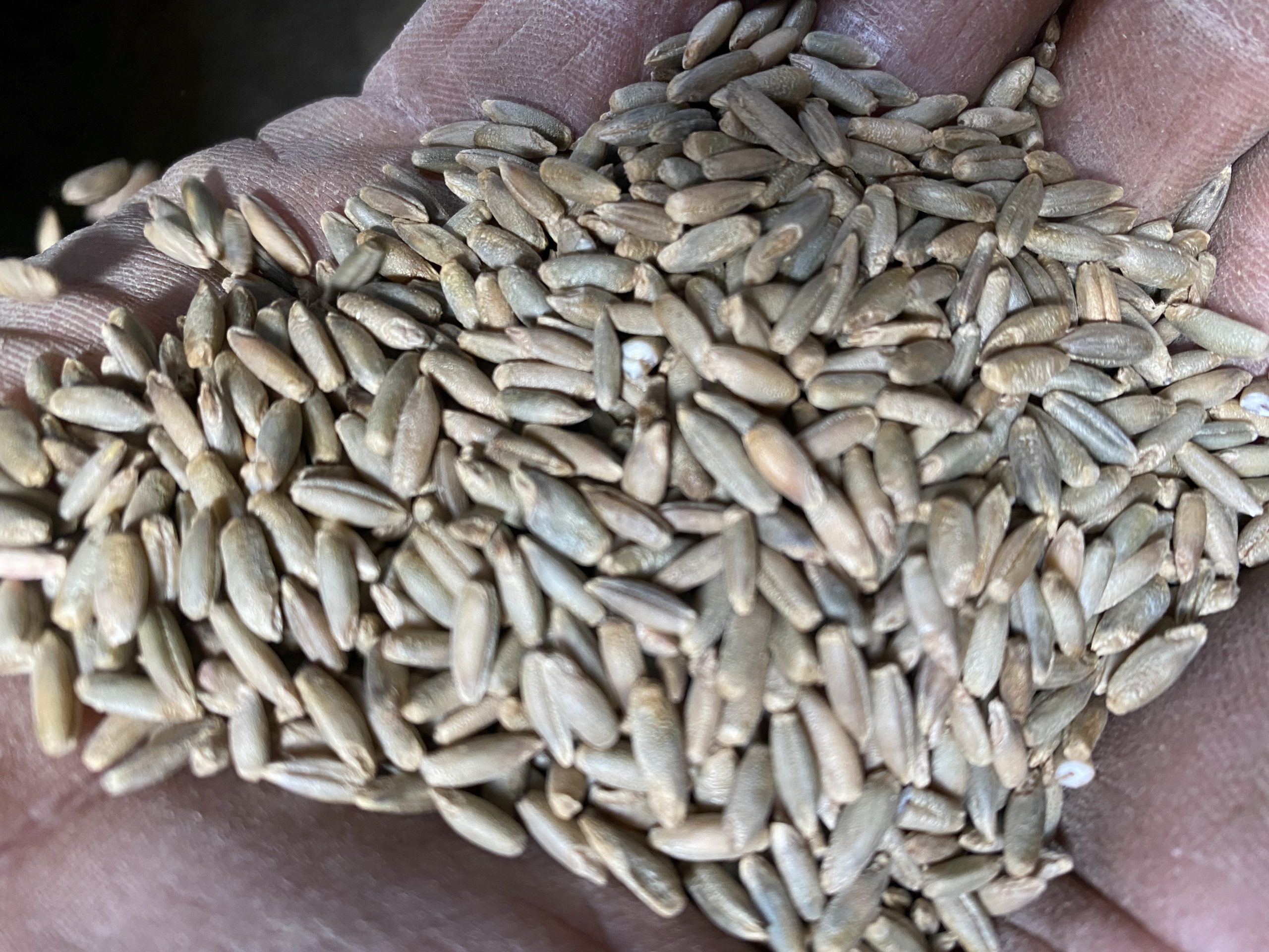 Danko Rye Distilling Grains