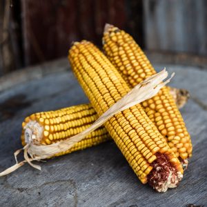 Dublin Seed Corn and Distilling Grains