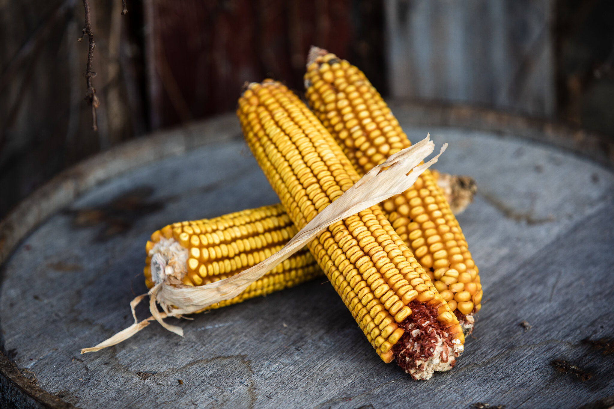 Dublin Seed Corn and Distilling Grains