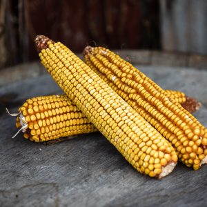 Greenfield Seed Corn and Distilling Grains