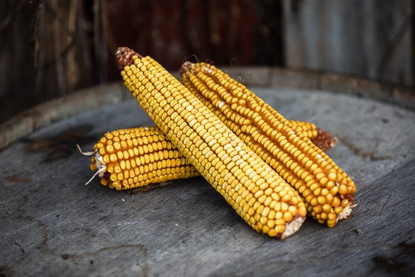 Greenfield Seed Corn and Distilling Grains