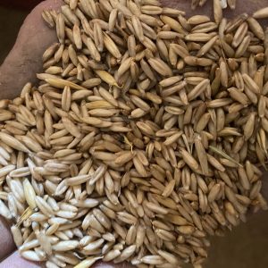 Hulless Oats Distilling Grains