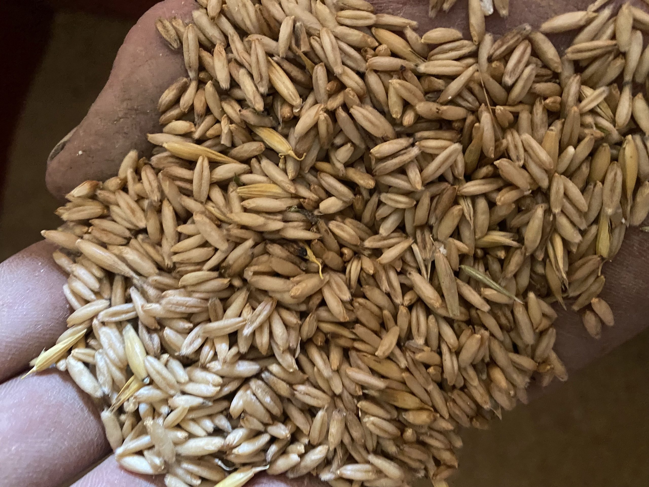 Hulless Oats Distilling Grains