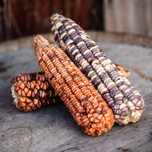 Kentucky Rainbow Dent Corn Seed Corn and Distilling Grains
