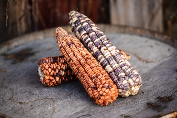 Kentucky Rainbow Dent Corn Seed Corn and Distilling Grains