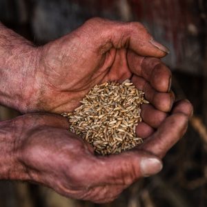 Keystone Rosen Rye Distilling Grains