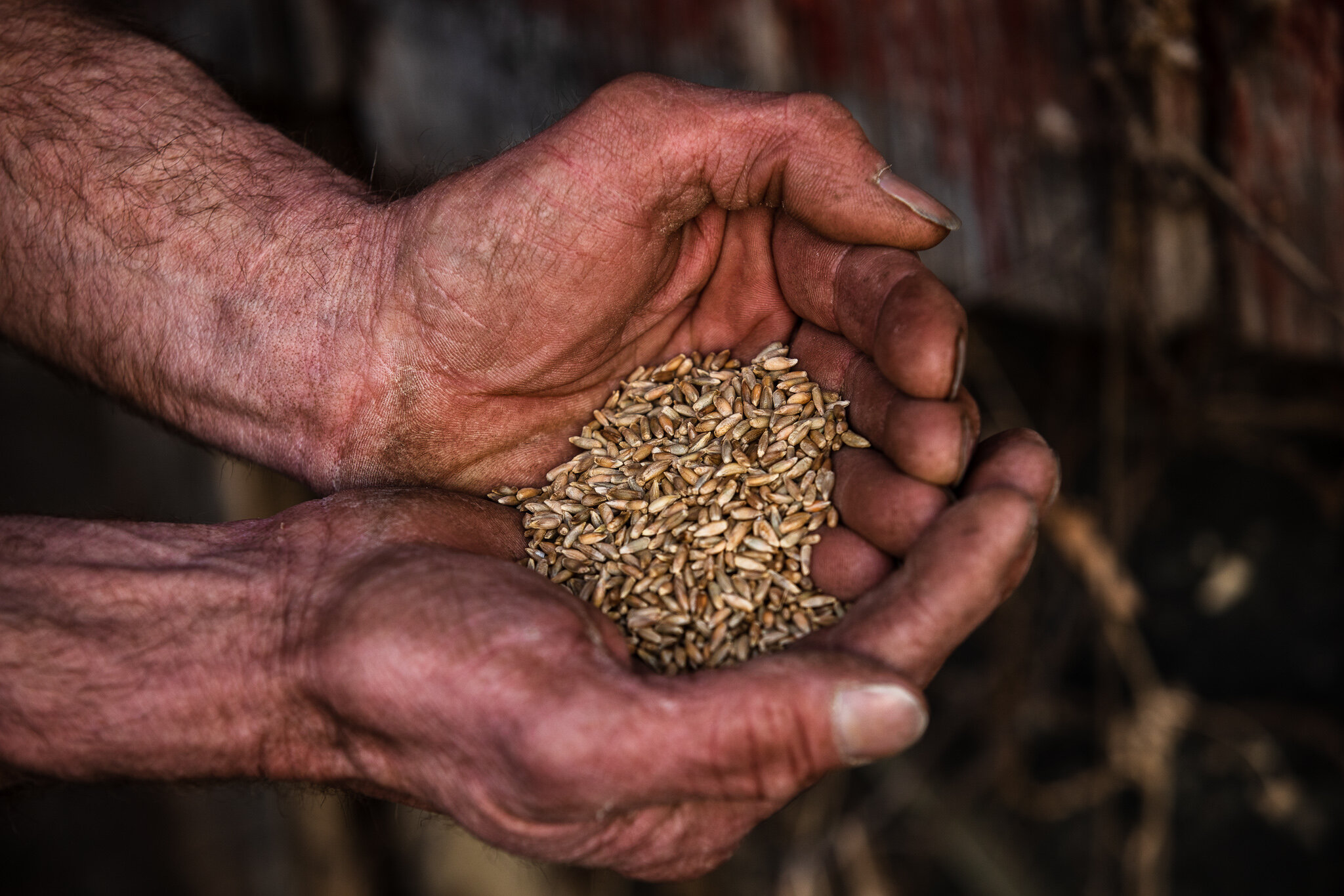 Keystone Rosen Rye Distilling Grains