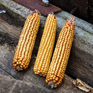 Minnesota 13 Seed Corn and Distilling Grains