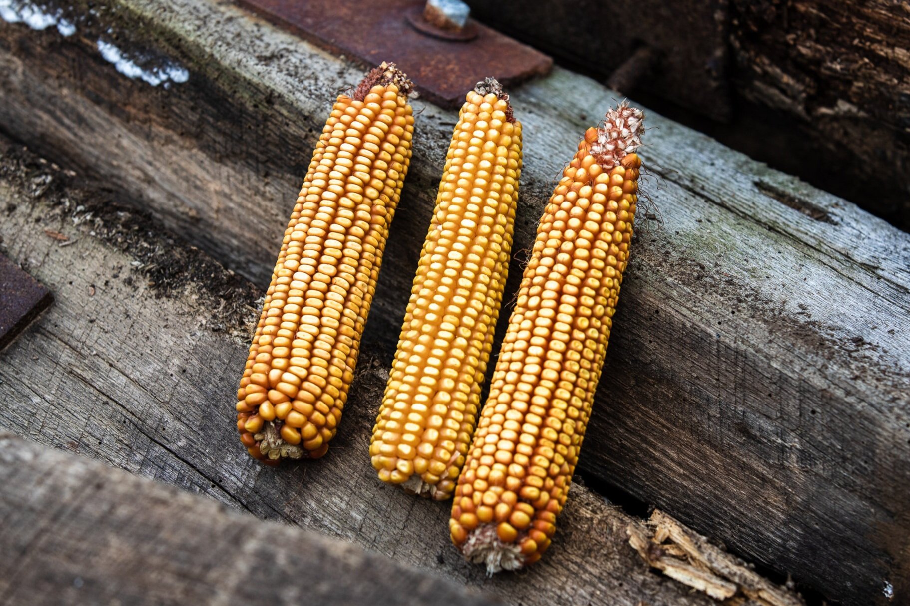 Minnesota 13 Seed Corn and Distilling Grains