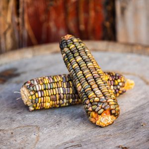 Oaxacan Green Seed Corn and Distilling Grains