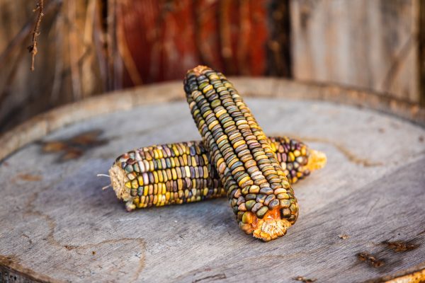 Oaxacan Green Seed Corn and Distilling Grains