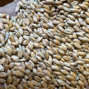 Soft Red Winter Wheat Distilling Grains