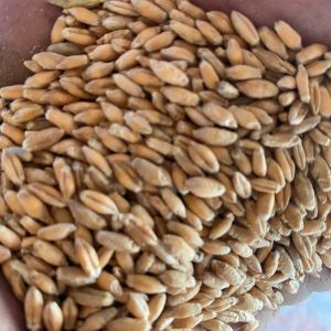 Triticale Distilling Grains