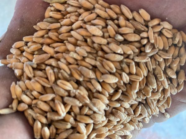 Triticale Distilling Grains