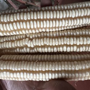 Hickory King White corn cobs, cream colored kernals