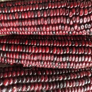 Jimmy red corn cobs with dark reds and purple kernals